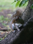 FZ005732 Squirrel Squirrel in Bute park.jpg